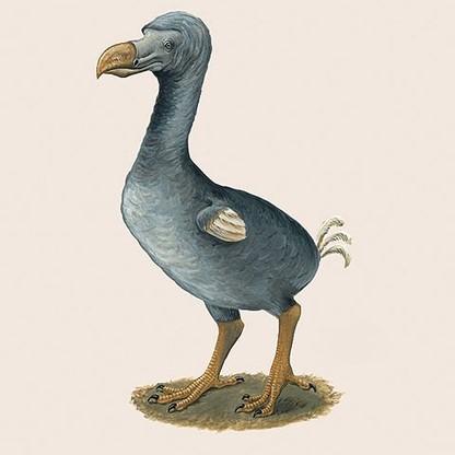Dodo Bird - Founder of Rate Deez Nust